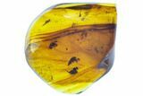 Polished Chiapas Amber With Bug Inclusions ( grams) - Mexico #102817-1